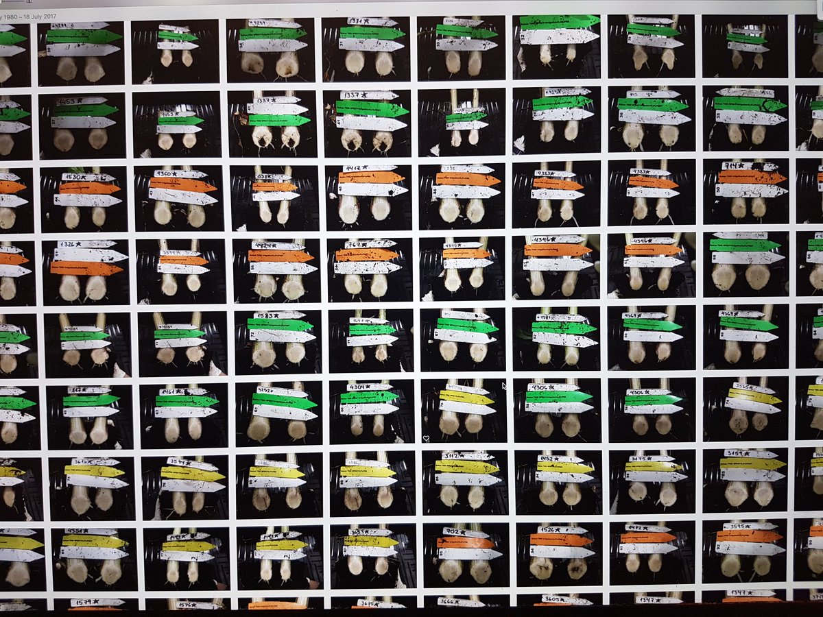 Satisfaction when you have awesome pics for your #diseaseassesment after harvesting!  #fusarium #banana #cavendish