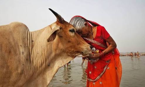 CTRavi_BJP's tweet photo. Cow is not just another Animal to be slaughtered, but a Life Giver &amp; Saviour. It is our responsibility to Save Our Cows. #ProtectWithPen https://t.co/knG4HpNB8Q