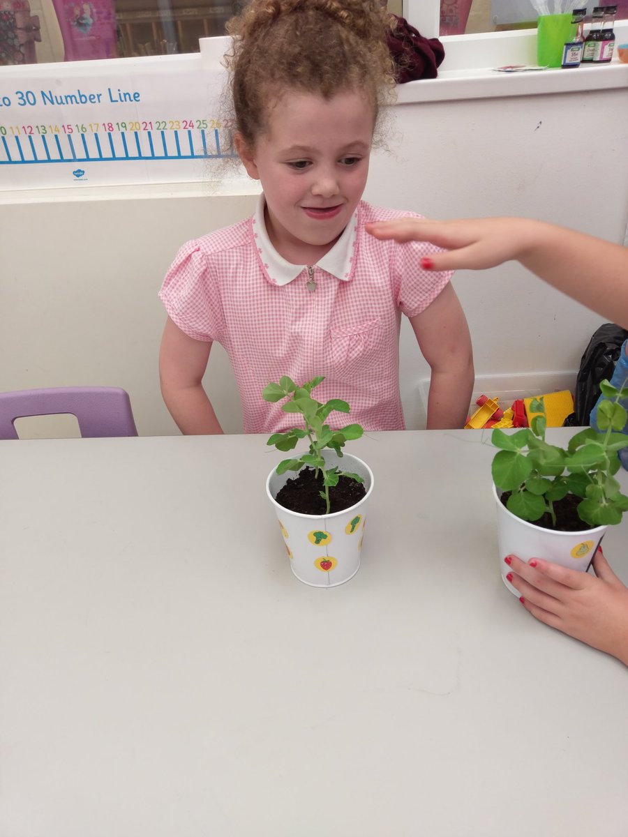 ABsolutely_Food's tweet photo. @WillocksRachel #Tasting with #Pupils @ricelanehead #Watching our #PlantsGrow #learningneverstops #ChilliTasting @chandco @glyn_ingram https://t.co/ijTqwigfnw