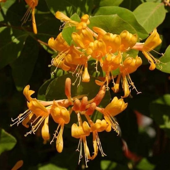 Lonicera golden trumpet - Magnificent golden flowers appear from June to October. Likes a sunny spot and reaches approx 3M.  #Plantspotlight