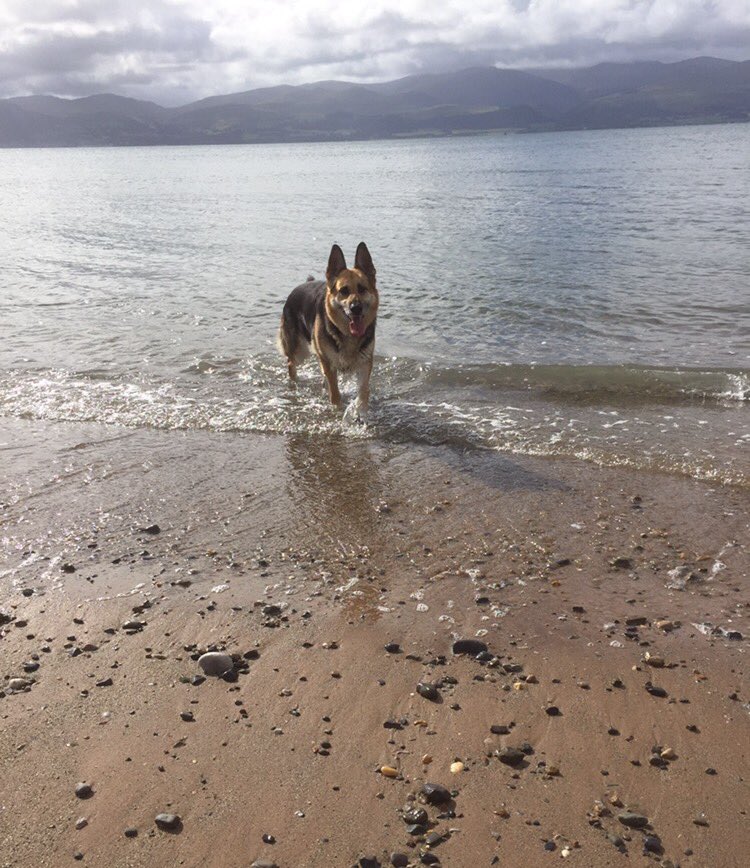 Vicki261's tweet photo. My girl on the beach! 😊 #GermanShepherd #beach #Anglesey #northwales #coldsea #ididntgoin #tocoldforme #mygirl #loveher https://t.co/hP8hKObI2X