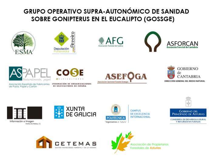 AspapelOficial's tweet photo. Arranca el #GOSSGE, Grupo Operativo para reforzar la sostenibilidad de las plantaciones de #eucalipto en #Galicia, #Asturias y #Cantabria https://t.co/E5kgCCrISg
