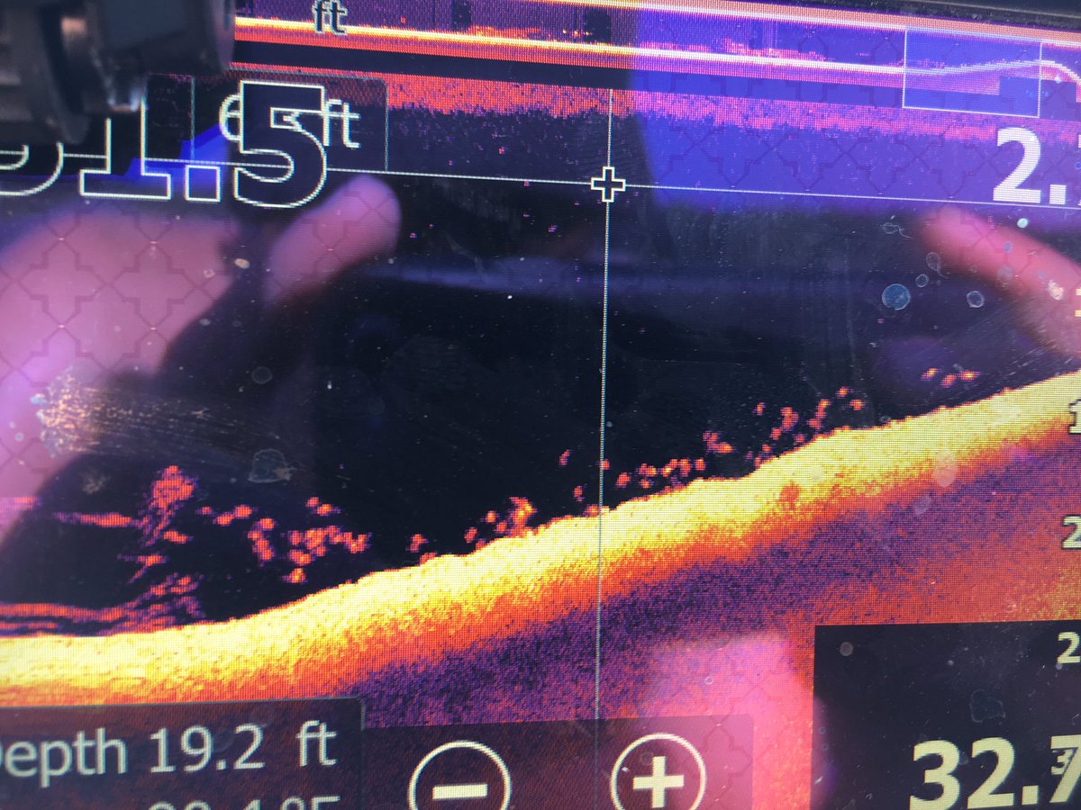 Sweetwatertv's tweet photo. Count the bass in this school! #loaded #fishschool #structurescan
@LowranceFishing https://t.co/Jduw9FQfI2