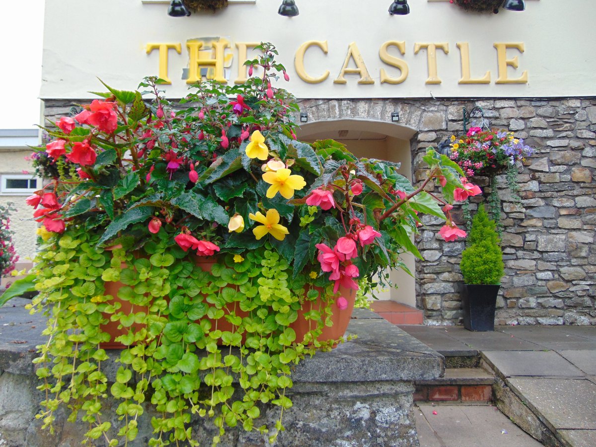 BGinBloom's tweet photo. Blooming Business Entries in BG @BlaenauGwentCBC @MyBlaenauGwent #castle inn rassau #llanhilleth hotel #troyelectrical #4market street https://t.co/YwNtx0Exuu