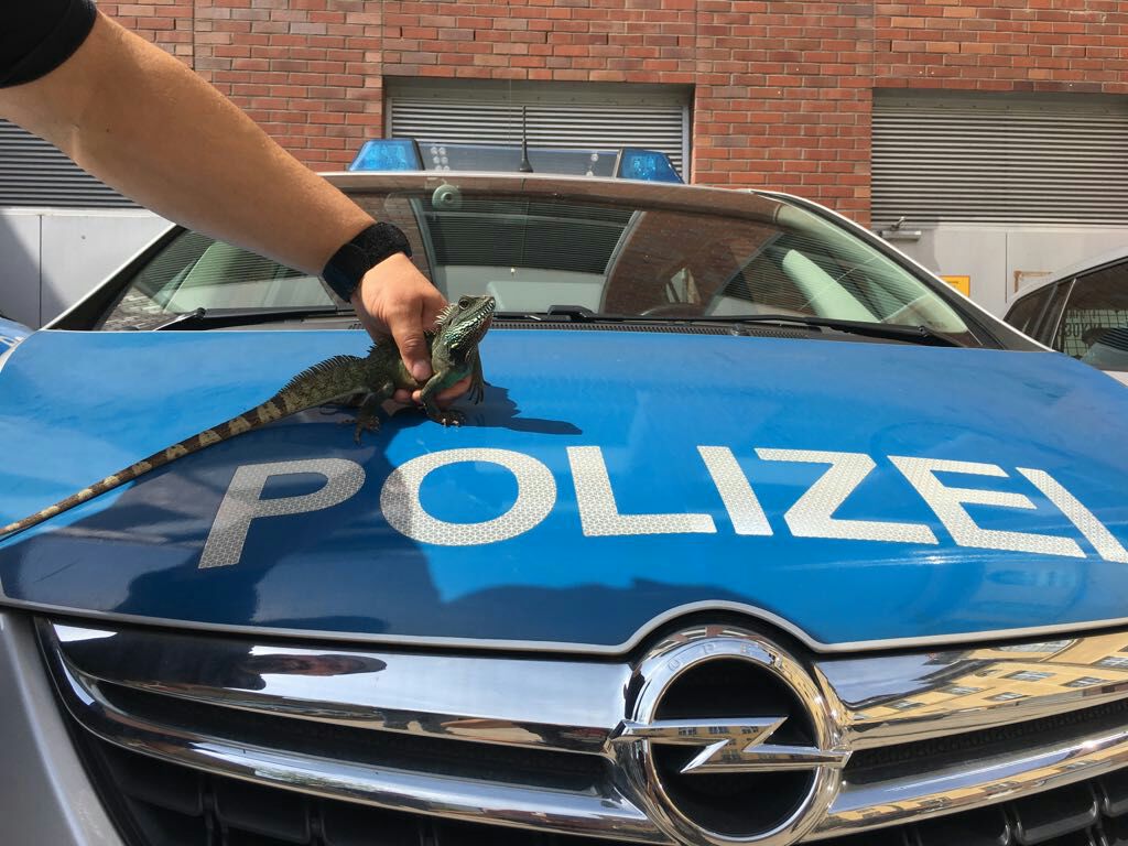 polizeiberlin's tweet photo. Wir haben alles versucht, aber er wird einfach nicht blau 🤔   

Unser #A15 rettet #Leguan im #prenzlauerberg 
https://t.co/wW9aMvK1aO

^tsm https://t.co/CjHvkTvSor
