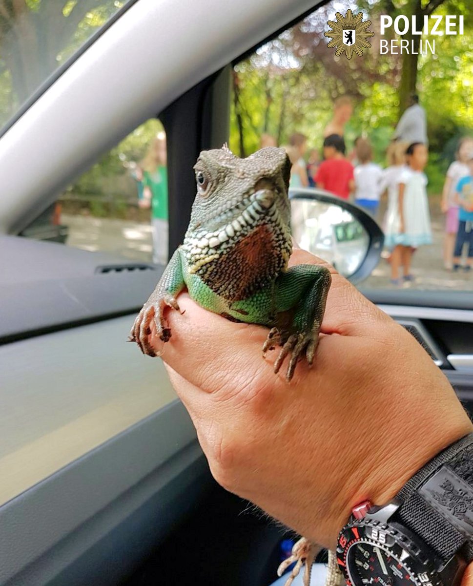 polizeiberlin's tweet photo. Wir haben alles versucht, aber er wird einfach nicht blau 🤔   

Unser #A15 rettet #Leguan im #prenzlauerberg 
https://t.co/wW9aMvK1aO

^tsm https://t.co/CjHvkTvSor