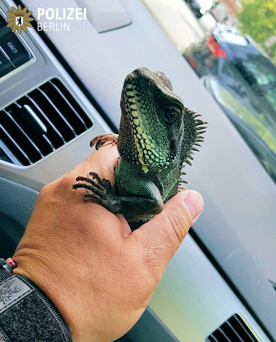 polizeiberlin's tweet photo. Wir haben alles versucht, aber er wird einfach nicht blau 🤔   

Unser #A15 rettet #Leguan im #prenzlauerberg 
https://t.co/wW9aMvK1aO

^tsm https://t.co/CjHvkTvSor
