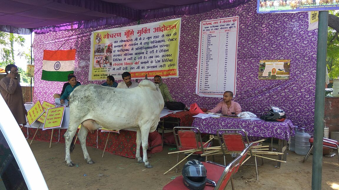 HemantHathin's tweet photo. सन्त गोपालदास जी के समर्थन में फरीदाबाद धरने पर स्वंम गौमाता पहुंची 

#जय_गौमाता_की https://t.co/JDrW72bdNJ