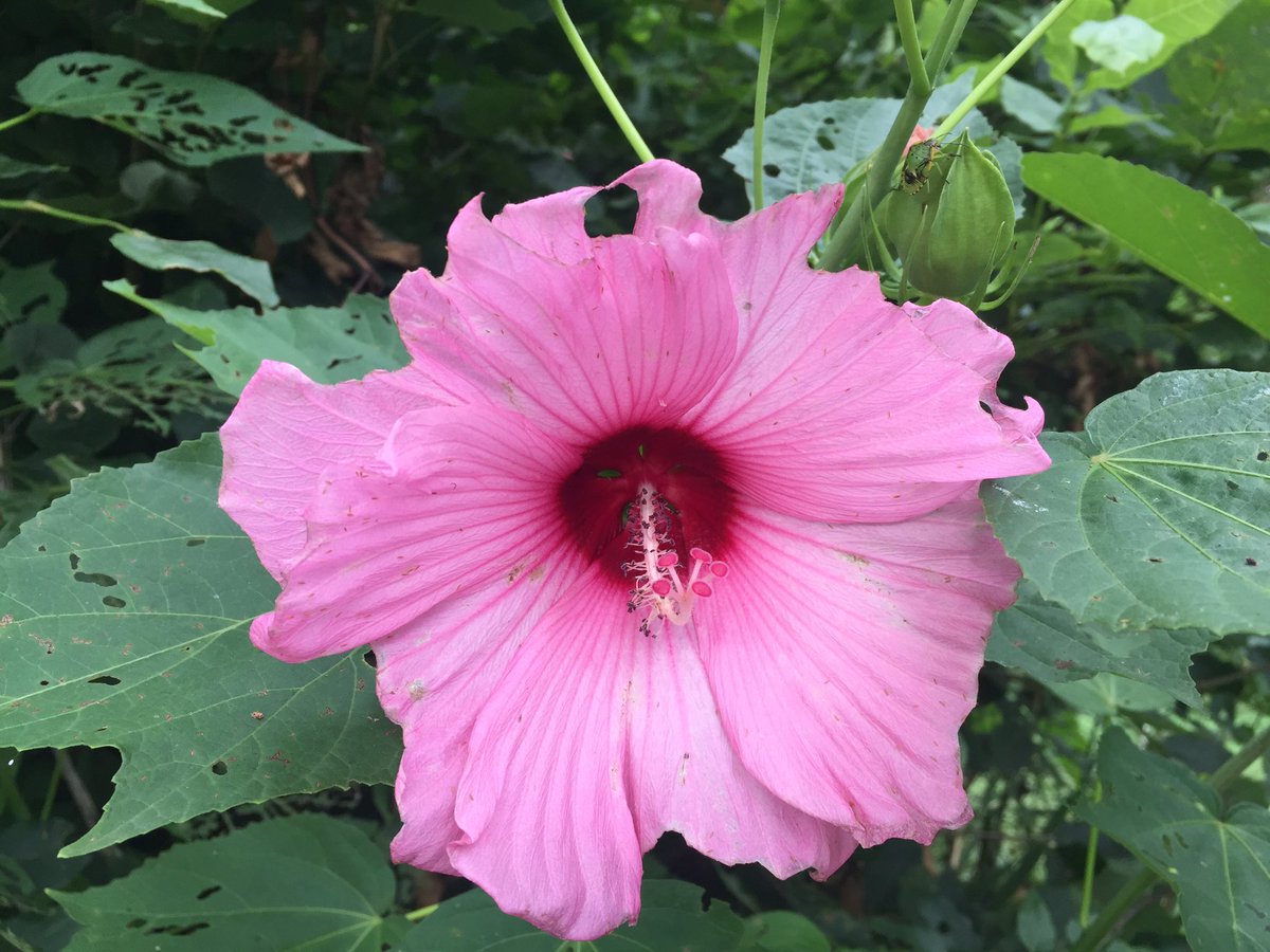 Paul Haden on Twitter "SwampHibiscus flowers are only open for one