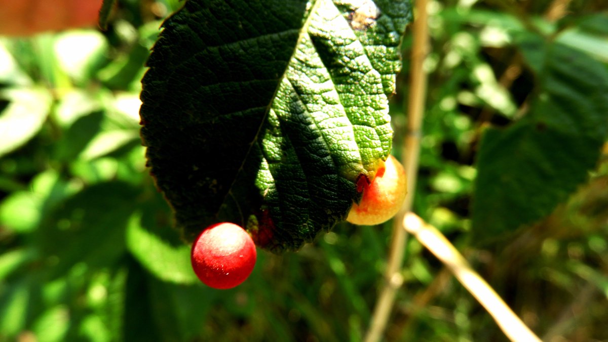 バラハタマフシ