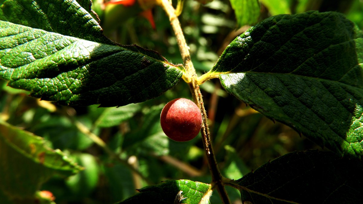 バラハタマフシ