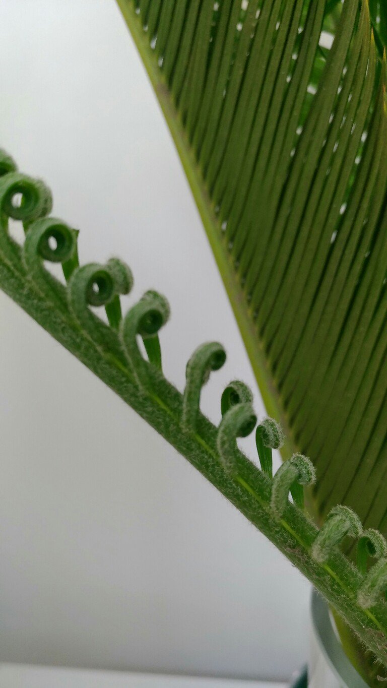 Susumu Hirasawa ソテツの誕生 螺旋式 中央ではなく外側に凝縮された螺旋の棒状葉 が生じ 写真のように徐々 に螺旋が展開してソテツの葉となる 以上 二つの方式は一つのソテツで同時に発生している T Co Azrxznfkys Twitter