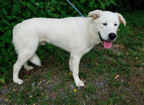 nyshelterpets's tweet photo. 🐶 Snuggle #MACADO ! #rescuedogs He needs your love! #Foster 😀 https://t.co/pKrxbuGkMc https://t.co/efkLCU4k9f