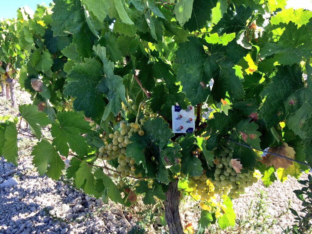 KOPPERT_ES's tweet photo. Espectacular control de #arañaroja con #SpicalPlus en viñedo ecológico. #Trebujena. #agricultura #biocontrol https://t.co/ovhiapHoCJ