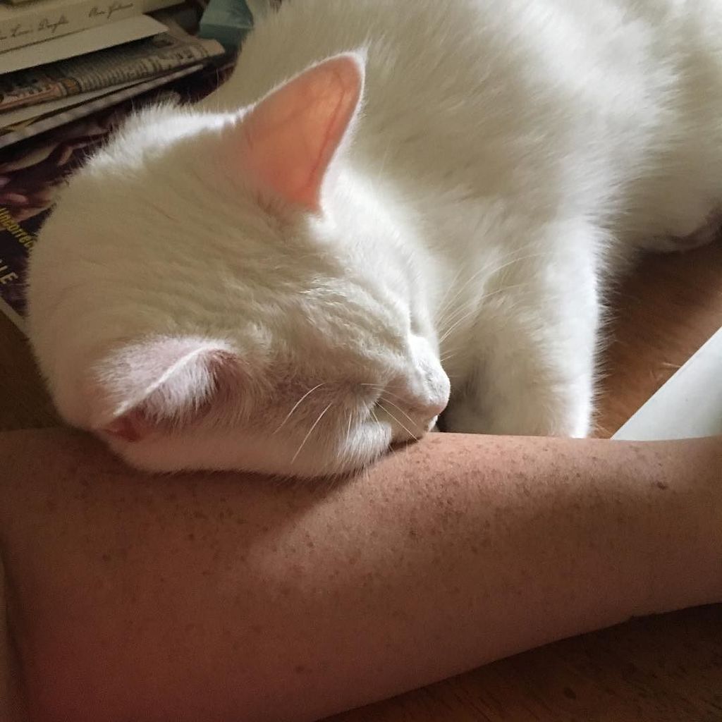 booksnyarn's tweet photo. So #Jaspercat is ready for my work from home day. #iamlefthanded #sendhelp https://t.co/9nWeja83J6 https://t.co/25URVQK3jh