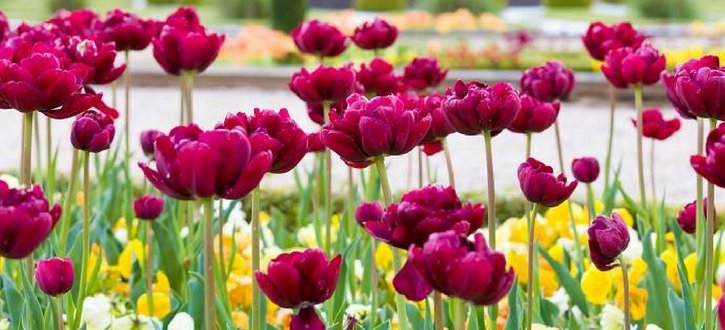 Staffs_OutThere's tweet photo. Looking for something to do with the kids this weekend? @TrenthamGardens is a great day out whatever the season! https://t.co/S7UL7anxOA https://t.co/r9o5CrMh6j