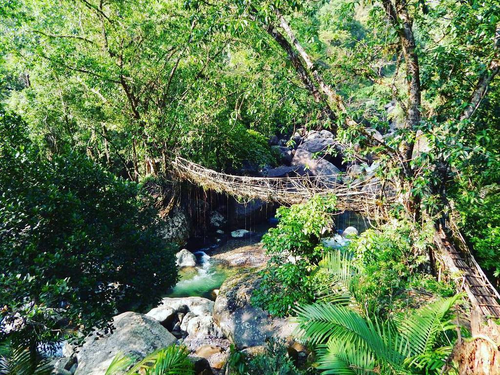 BeansofJo's tweet photo. Another living root. My soul dwells where the nature dwells. 😎😎 #livingroot #meghalaya #northeast #solo #nature #naturepic #incredibleplace… https://t.co/ArwG3b7W5v