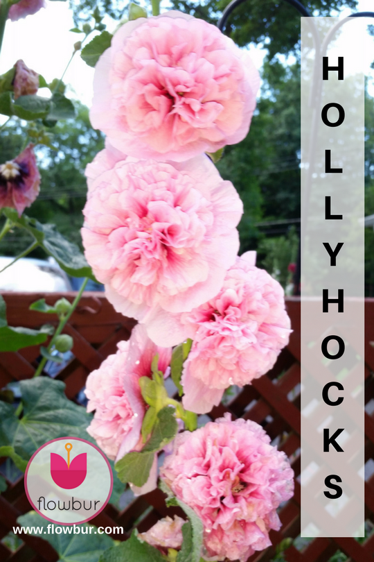 flowbur's tweet photo. Local Northern NJ pink Hollyhocks 
©Photo by RGinter

#hollyhocks #blooms #perennials #pink #tallflowers #northernnj #nj #newjersey #flowers https://t.co/GuIwG08ccn