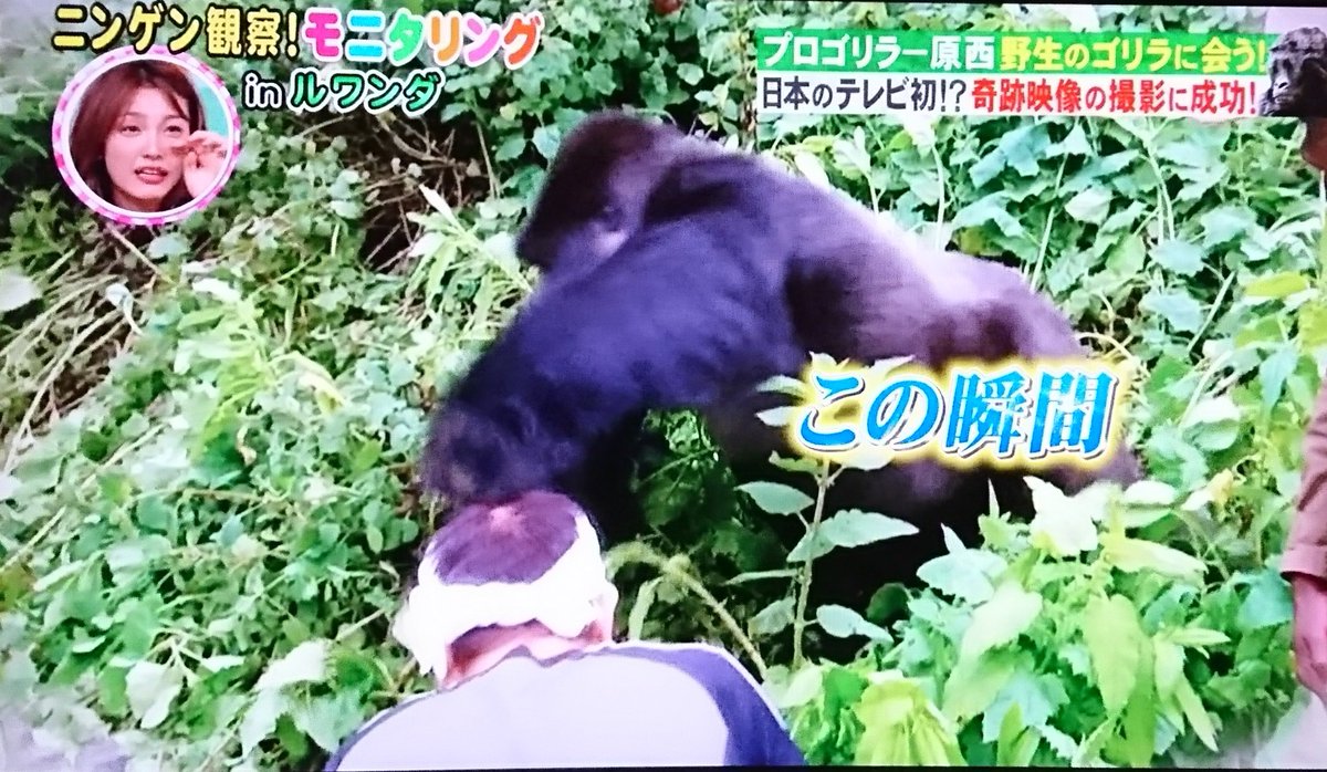野生のゴリラに 頭を殴られちゅう😁 さすが🦍プロゴリラー原西