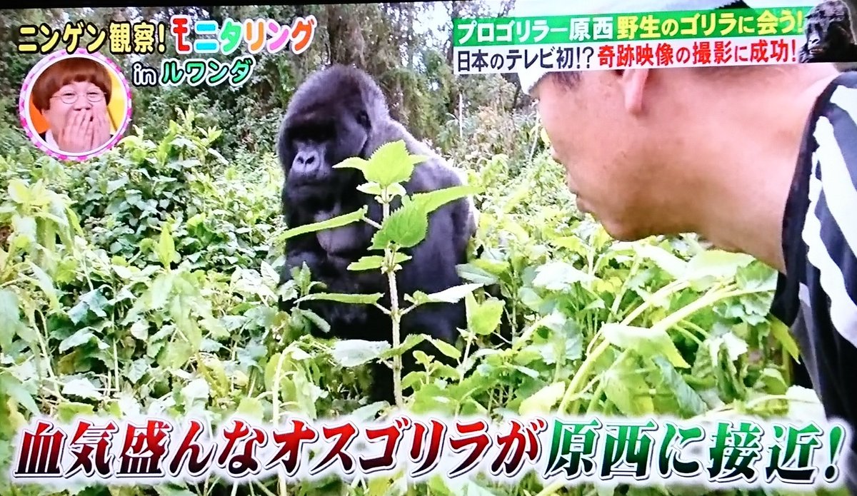 野生のゴリラに 頭を殴られちゅう😁 さすが🦍プロゴリラー原西