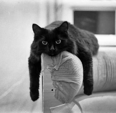 Catslovers28's tweet photo. ☆☆☆》PROJECT 2K

╔★╦➤ #RETWEET
╠☆╣
╠★╬➤ #FOLLOW ALL WHO #RT
╠☆╣
╠★╬➤ #FOLLOWBACK
╠☆╣
╠★╬➤ #GAIN WITH #CATTEAM
╠☆╣
╚★╩➤ FOLLOW @Catslovers28 https://t.co/QoprNRKIVD