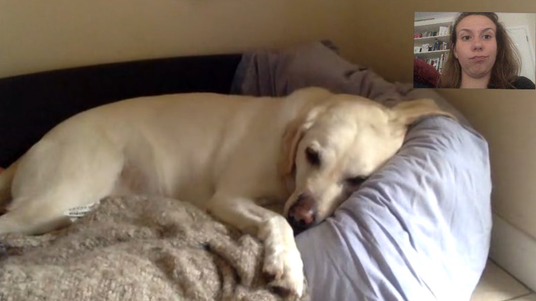 kate_dearling's tweet photo. Facetiming my dog while he's in the kitchen to check he's not scratching his wounds #genius #poorlypet https://t.co/f5APQNJeBl
