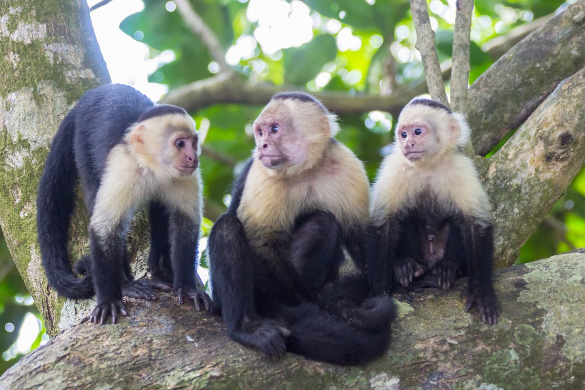 franceinter's tweet photo. Ces animaux qui sont bien plus intelligents qu'on ne le pense
https://t.co/5C2SUafc3g cc @Daniel_Fievet https://t.co/PMKFe9dV3u