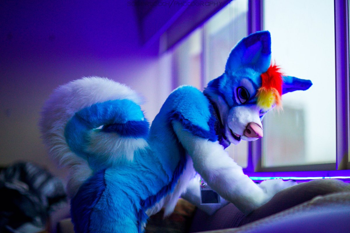 cobalt husky cobaltthehusky twitter