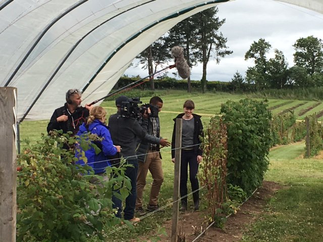 AHDB_Hort's tweet photo. Over 10,000 seeds are grown a year @JamesHuttonInst as part of our #berrybreeding trials! https://t.co/1DJsQmNDcQ https://t.co/jRgftHac0x
