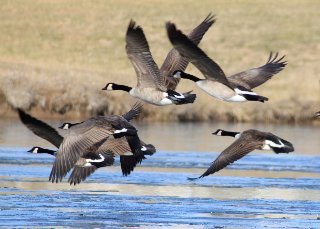 Have a #water quality or #environmental project idea? NDEQ posted the 2017 RFP for 319 funding yesterday! deq.ne.gov/Press.nsf/page…