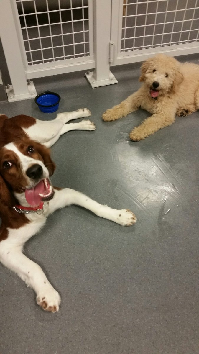 We have so much fun at Baroo Daycare! A great way to get all the wiggles out and make new pup friends! . . #baroo #baroodaycare #oneeleven