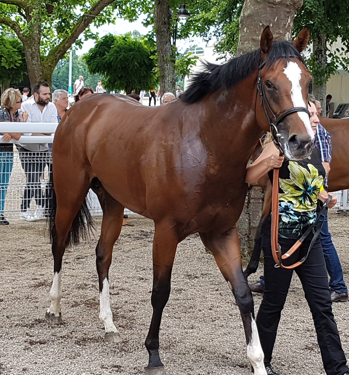 seenthestars's tweet photo. @AntoineHamelin @CoursesdeVichy @BanshaHouse @harasdhaspel @DarleyStallions James Tate-trained #Haddaf beaten half a length and a short head back in third in @CoursesdeVichy Listed Prix des Rรชves d'Or https://t.co/jHFuAU4dyr
