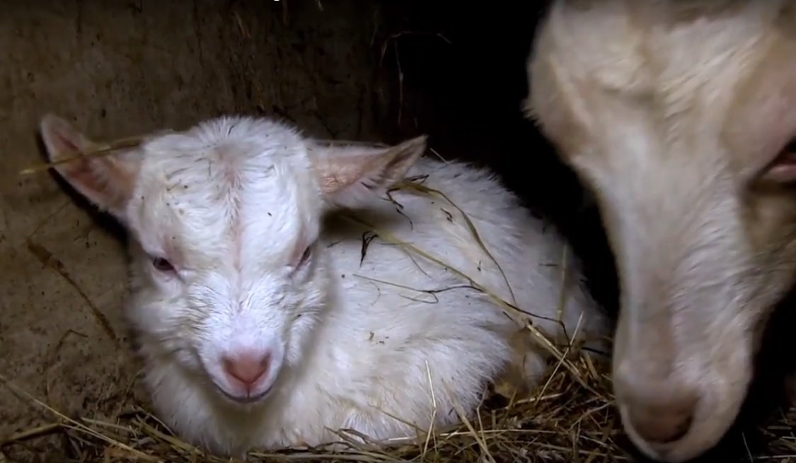 PETA_France's tweet photo. Les labels ne protègent pas les animaux de la souffrance. Des chèvres maltraitées dans cet élevage laitier bio https://t.co/kAmwxkxhdO https://t.co/Edk5kJbkVO