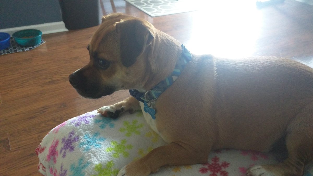 TaylorSkye0806's tweet photo. Dog sitting this cutie, his name is Romo https://t.co/G5klNaSyTu