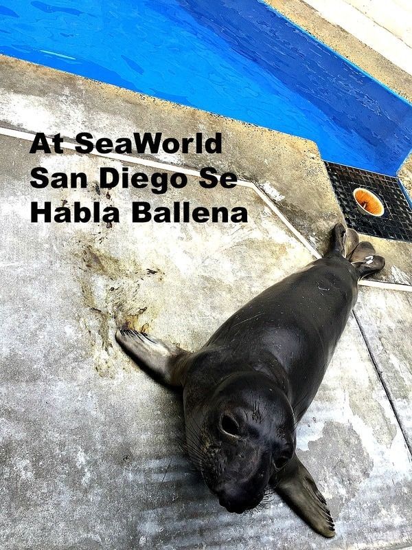 monicazyoung's tweet photo. At SeaWorld San Diego Se Habla Ballena #SeHablaBallena #ad #MeetTheDeep
https://t.co/JvS1eAELog https://t.co/RXh8JQdAax