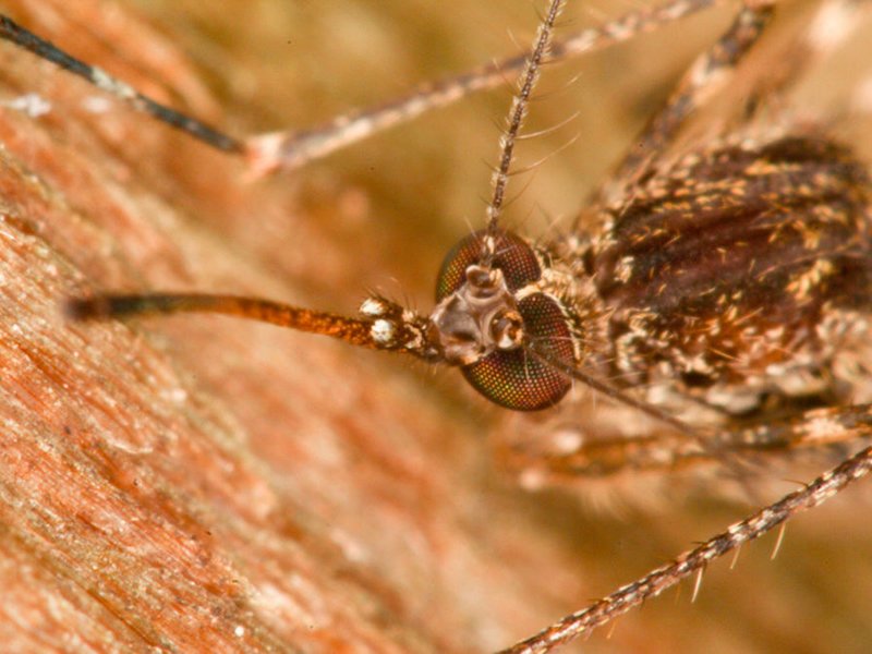 West Nile Virus Makes an Appearance dlvr.it/PX8HpP https://t.co/h5RuBDGE9Y