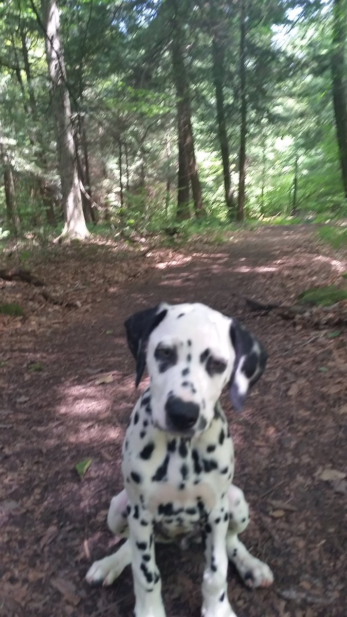 LauraMount7's tweet photo. Day 3 hiking buddy. 3 month old Maddie. #firsttimehiking, #getoutandhike, #PE503 https://t.co/opRL0FyGek