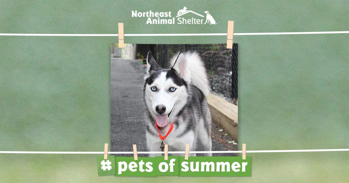 NEAnimalShelter's tweet photo. It’s blue skies all summer with this pup! Share a picture of your adopted pet using #petsofsummer — and give pets like Sky brighter futures. https://t.co/V5AYwciThU