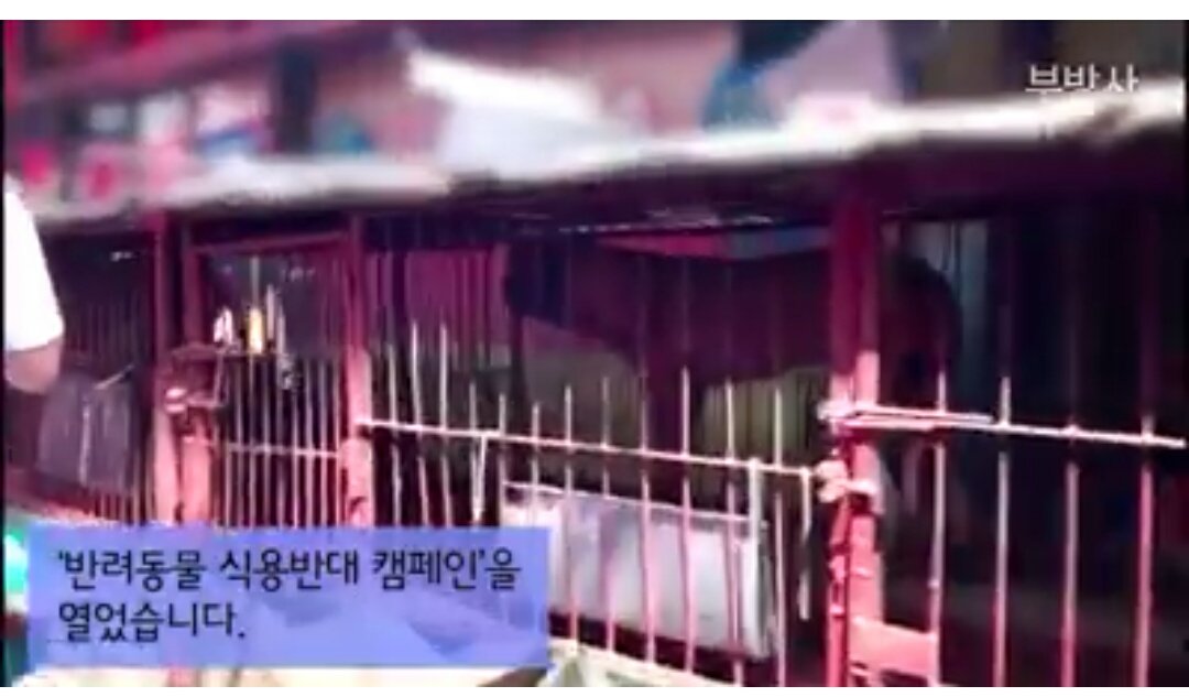 Koreandogs's tweet photo. Big thank you #BUSAN #KAPCA Protest event at the #DogMeat Market #EndDogMeatTrade #SouthKorea #SaveKoreanDogs
https://t.co/MJwva03TMe https://t.co/sFfWLpezh3