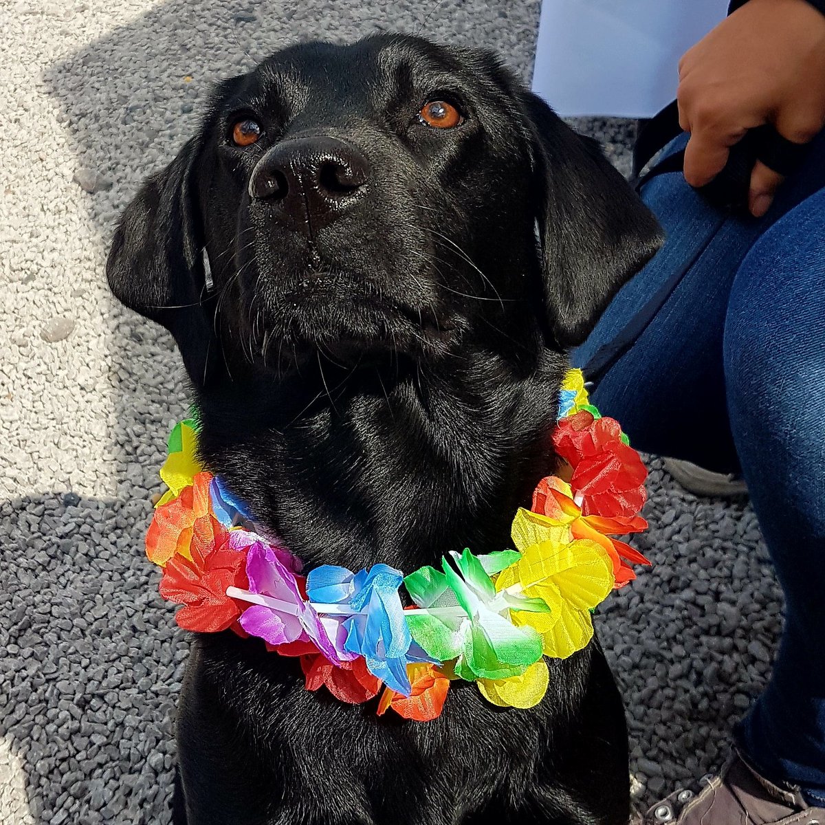 JenisawesomeUK's tweet photo. Doesn't @123RegMargot look fantastic at our summer BBQ? #GoDaddyEMEA #GoDaddyLife ❤️❤️ https://t.co/7impwBHpMj