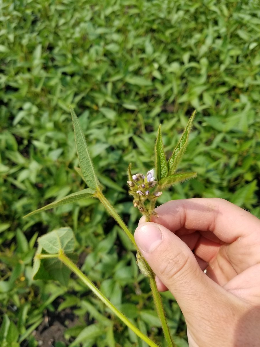 Pituraseeds's tweet photo. NSC Watson, beginning to look like flowering canola. 7-12 flowers on the top of every plant. #monkeypods #Californaclusters @NSGeneticsCA https://t.co/jAW7YFaQ17