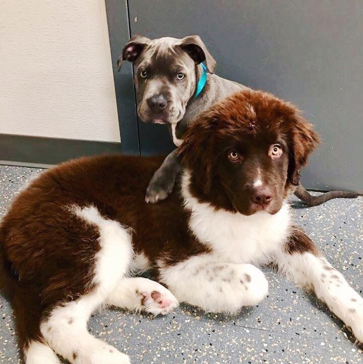 DogtopiaLou's tweet photo. We are doing free meet and greets and pooch pedis July 31-Aug 4! Click the link in our bio for more info. #dogtopialou https://t.co/CTn9DfrdXS