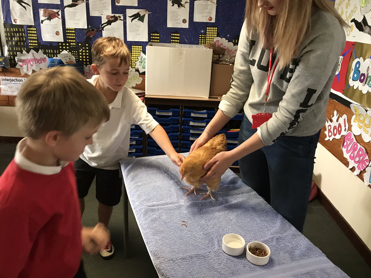 WooldaleJ5S's tweet photo. Live chicks and hens in Year three today as we learnt about life cycles of chickens #WJSscience https://t.co/rE0BJanJcA