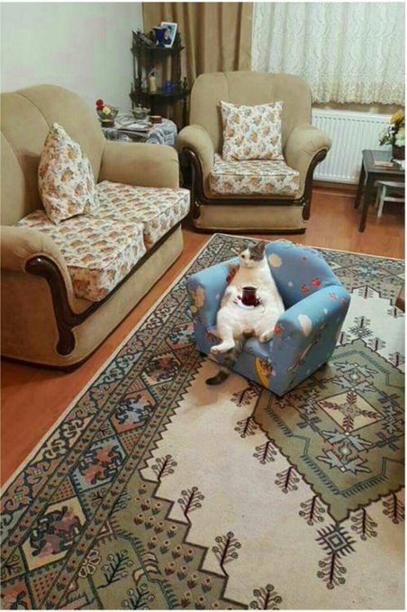 MoipakiMasego's tweet image. What&apos;s the difference between a couch potatoe &amp;amp; a cat potatoe. I think it sounds the same What do you think❓😎😏