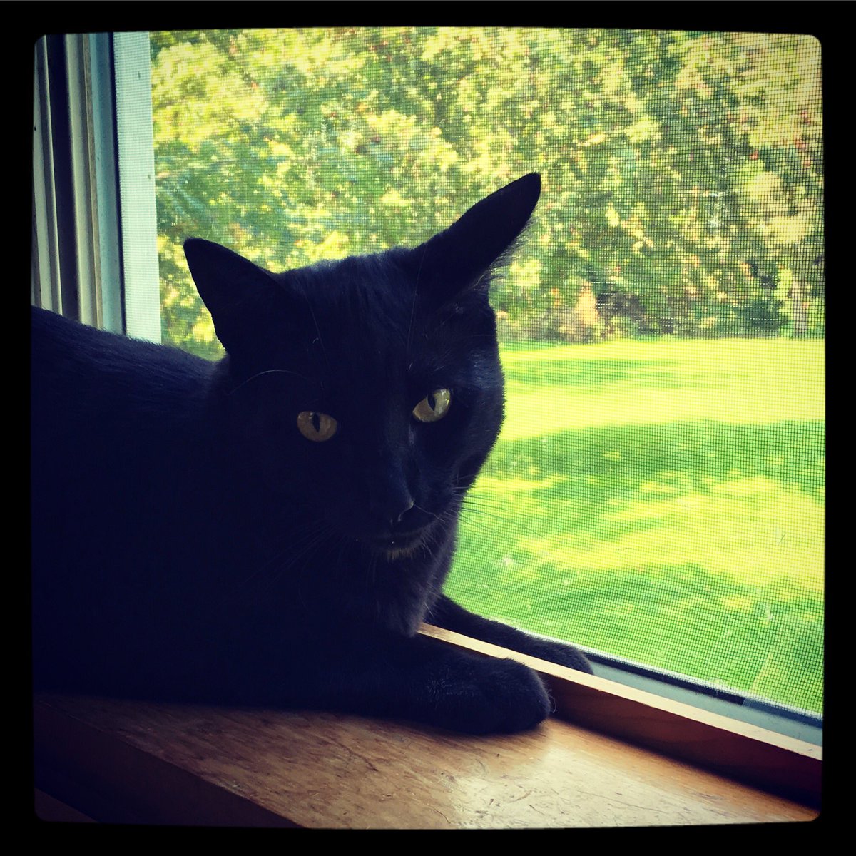 catladyceramics's tweet photo. "This is "the" window. Do you have a reservation.?" Shalom #bestwindow #hotproperty @catwisdom101 @TheEllenShow https://t.co/hUe38lAsrK