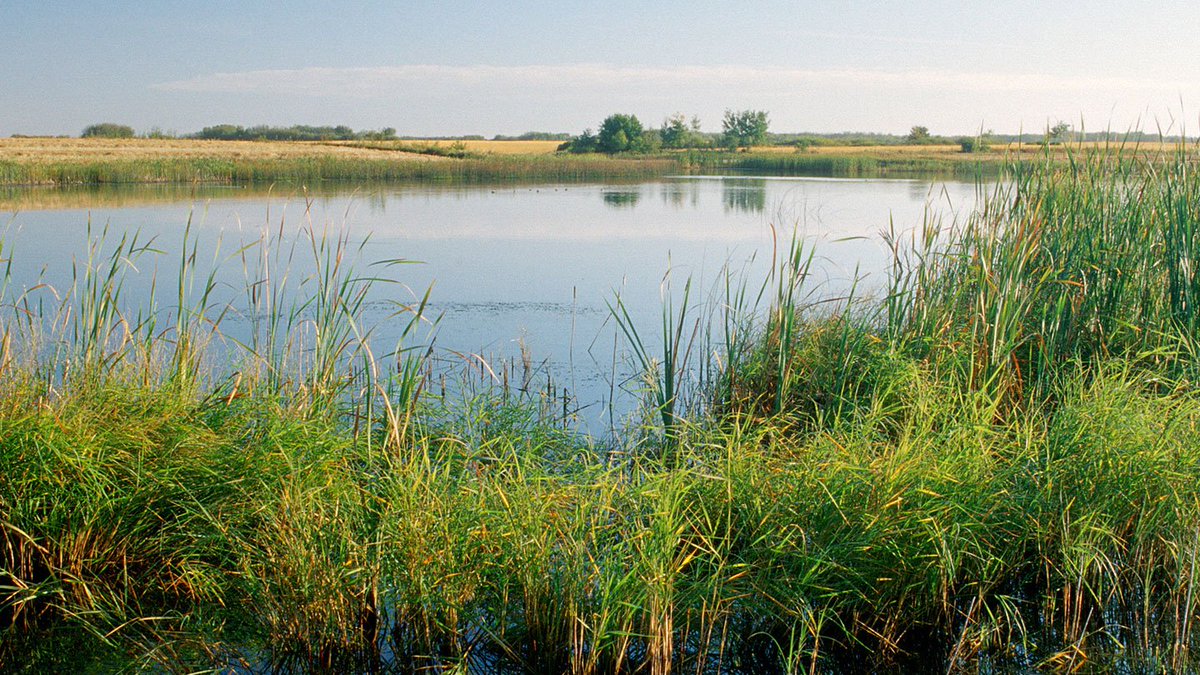 CanadianWater's tweet photo. Study shows, small wetlands play a disproportionately large role in landscape-scale nutrient processing. https://t.co/bfHMLZKhWY #wetlands https://t.co/dNEydJHiCn