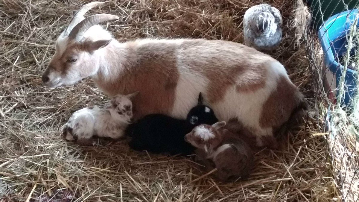 hazelnut_coal's tweet photo. Three baby girls!!🐐👏🏻 https://t.co/oyN8KxhUfY