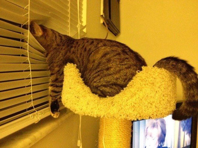 MoipakiMasego's tweet image. I 💜 spying on the neighbors. Don&apos;t try this at home it&apos;s dangerous they may catch you spying on them.😋😜