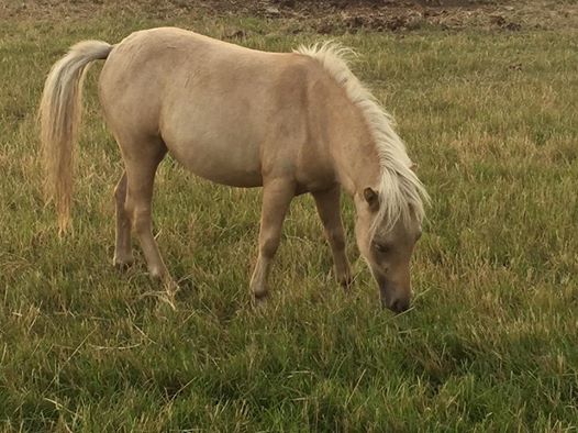 NorthantsLost's tweet photo. 7 of the 8 stolen #Cambs horses found. Barbie is still missing. Call owner direct pls 07837970665

@MissingPetsGB @CambsCops @CamSAR999 https://t.co/Eff2vzUfPk