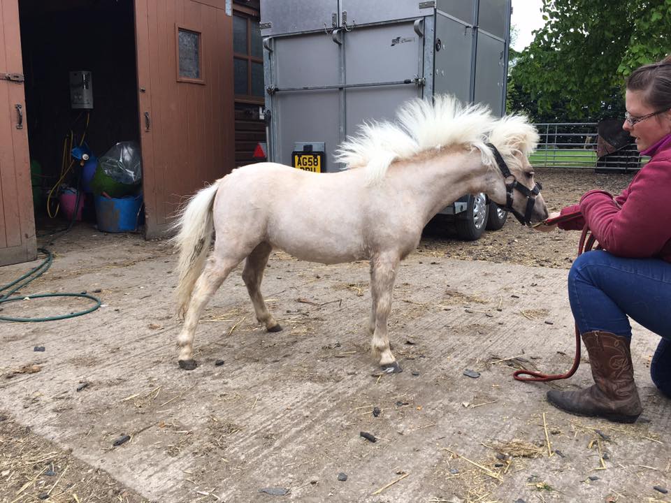 NorthantsLost's tweet photo. 7 of the 8 stolen #Cambs horses found. Barbie is still missing. Call owner direct pls 07837970665

@MissingPetsGB @CambsCops @CamSAR999 https://t.co/Eff2vzUfPk
